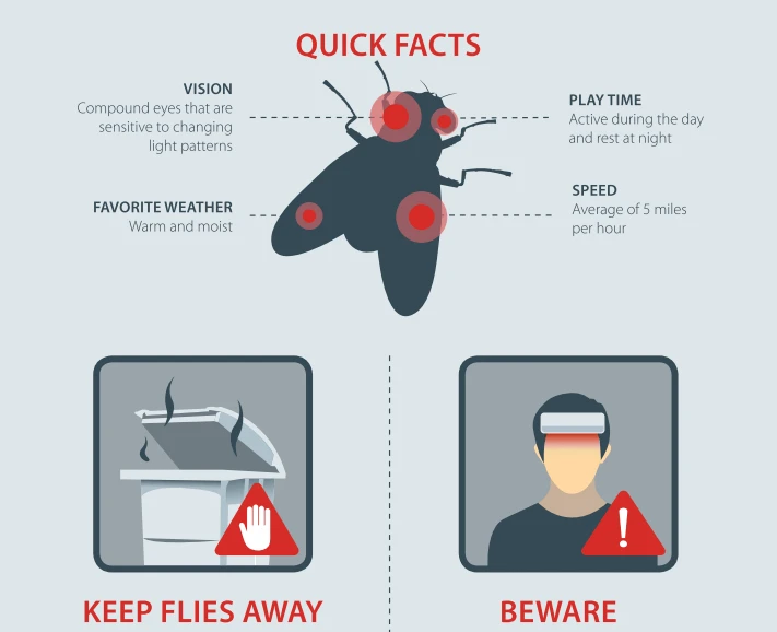 sg-fly-infographic