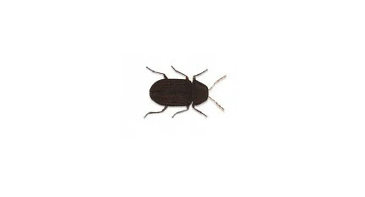 Biscuit Beetle