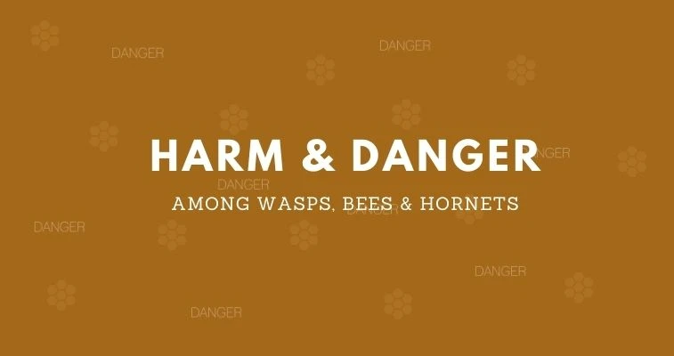 Wasps Bees Hornets Harm and Danger
