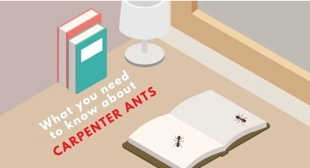 Debugged Blog Learn The Difference Between Termites And Carpenter Ants Species