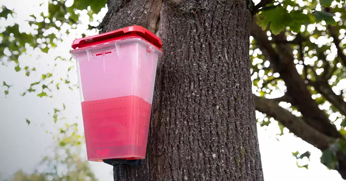 ecocatch on a tree
