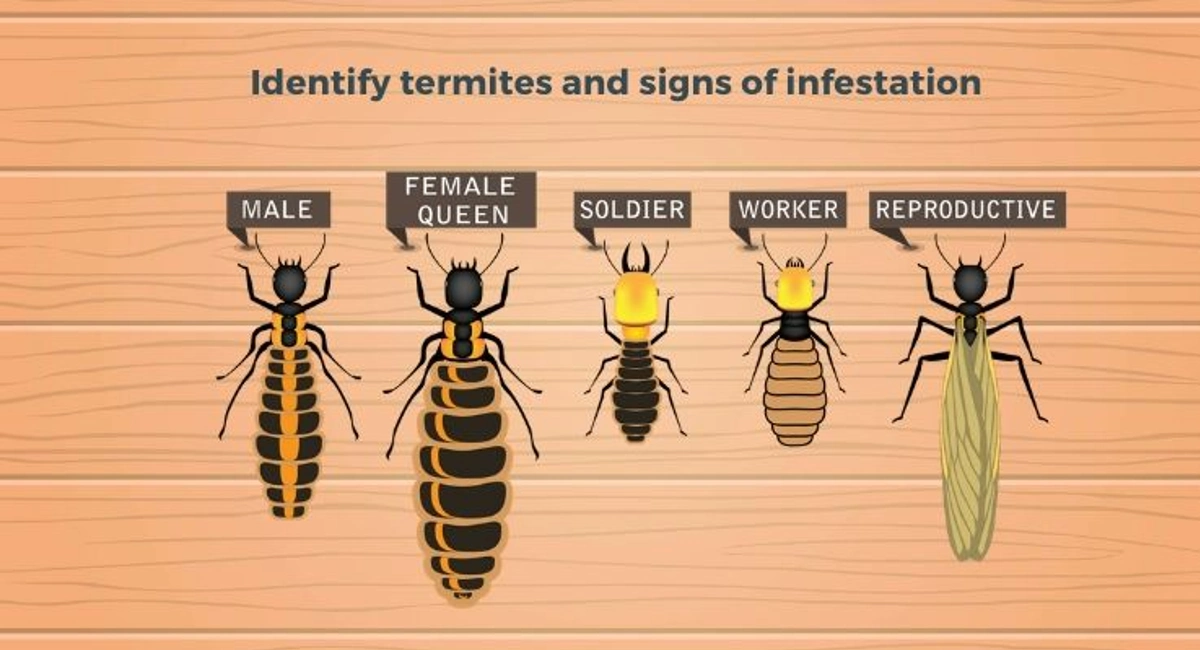 Debugged Blog Why It Is Challenging To Eradicate Termites Identify Termites And Infestation Signs