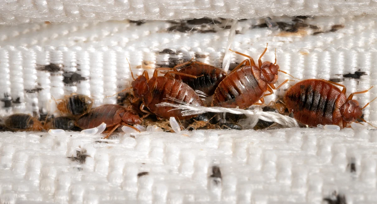 bedbugs