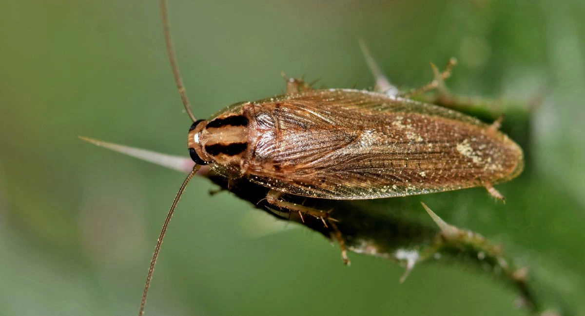 Blatte germanique