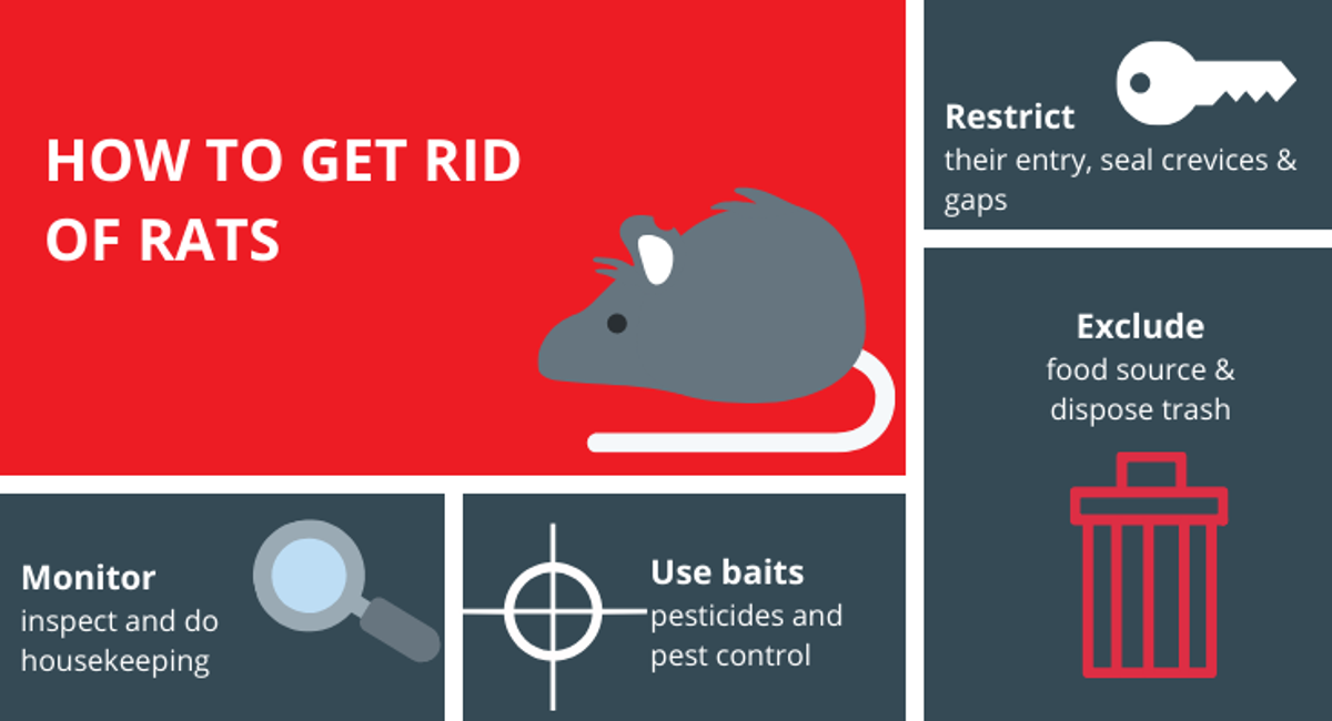 Rats preventive tips