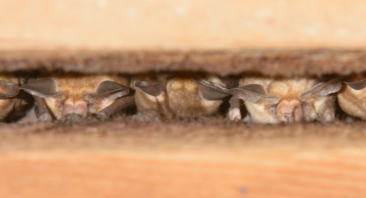 vleermuizen