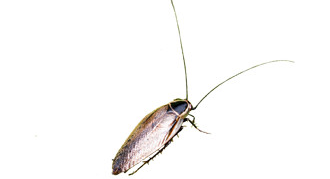 Ectobius Lapponicus