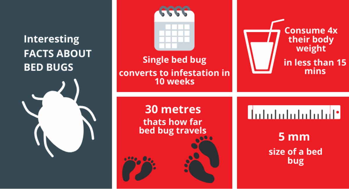 Interesting facts about bed bugs