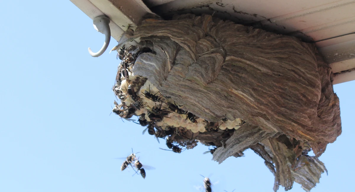 Wasp Nest o House