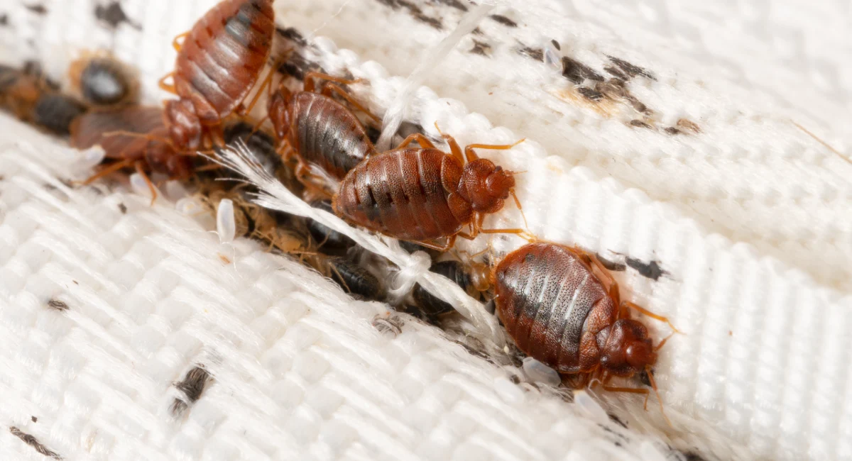 Bed bugs in mattress