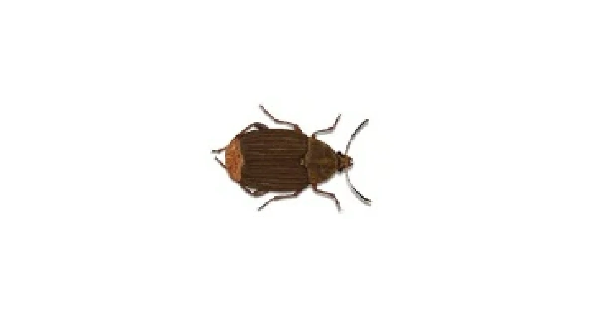 Bean Weevil