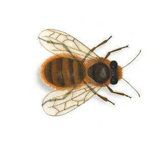 Solitary Bee