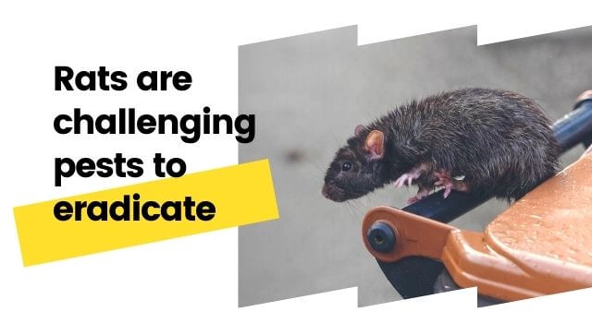 Rats are challenging pests to eradicate