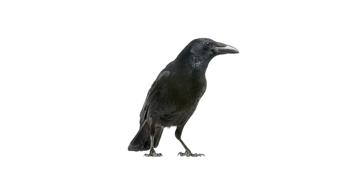 Crows