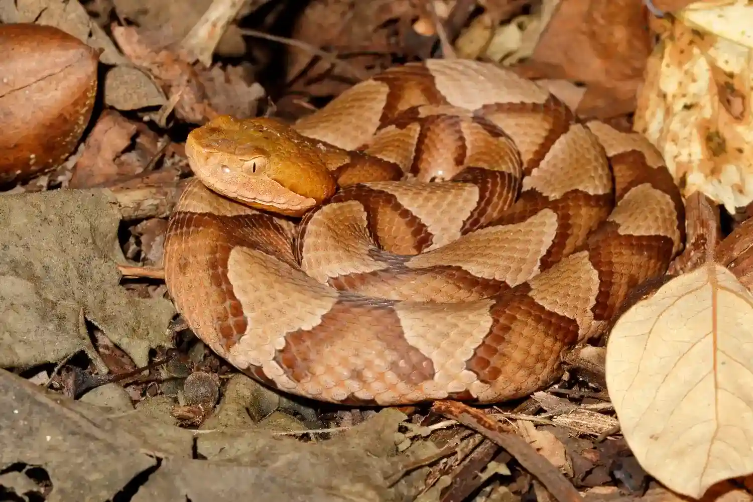 Copperhead snake