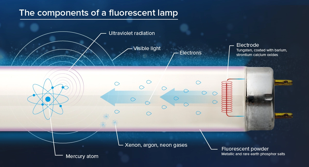 The components of a fluorescent lamp