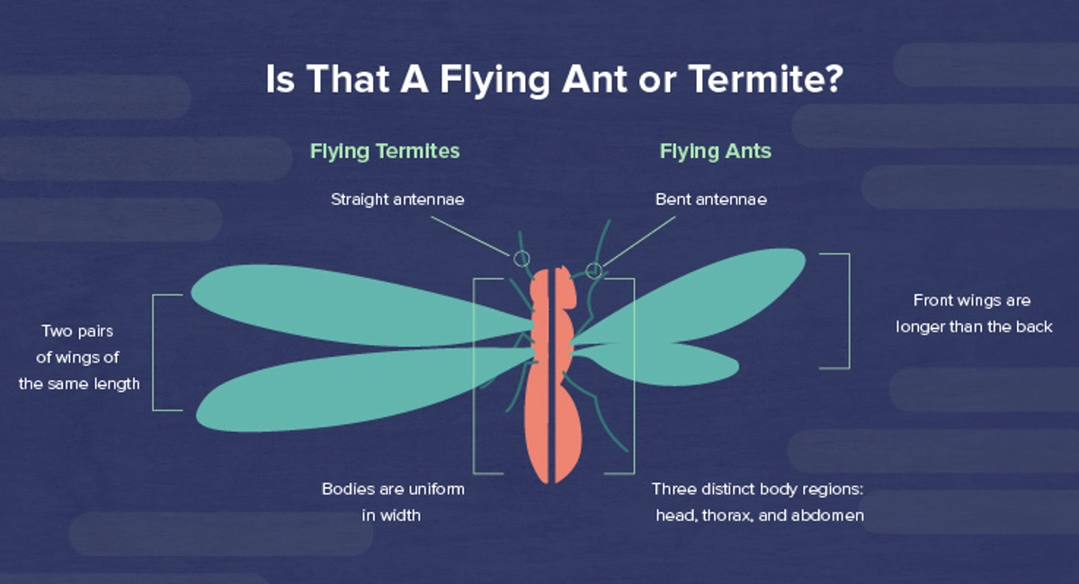 Is That A Flying Ant or Termite