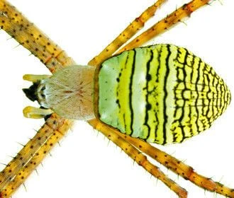 St Andrew’s Cross Spider