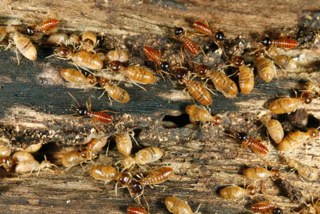Nasutitermitinae subfamily 