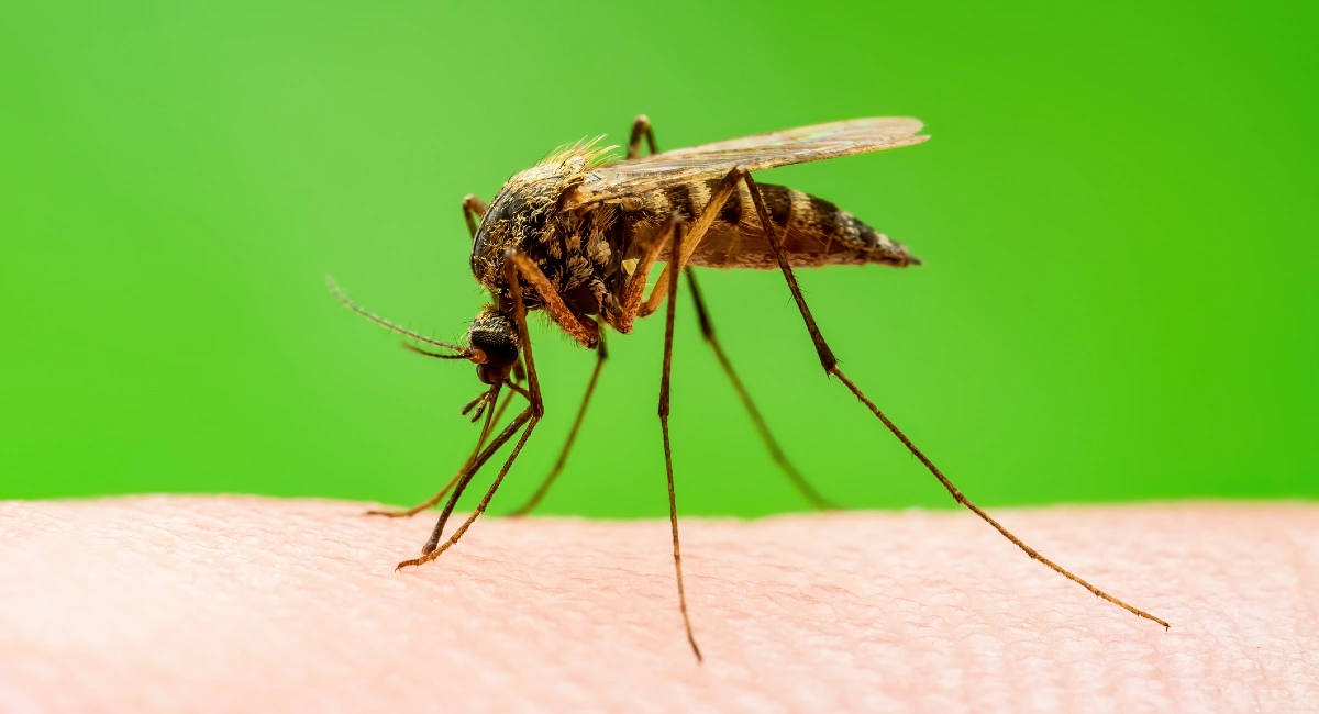 Anopheles Mosquit