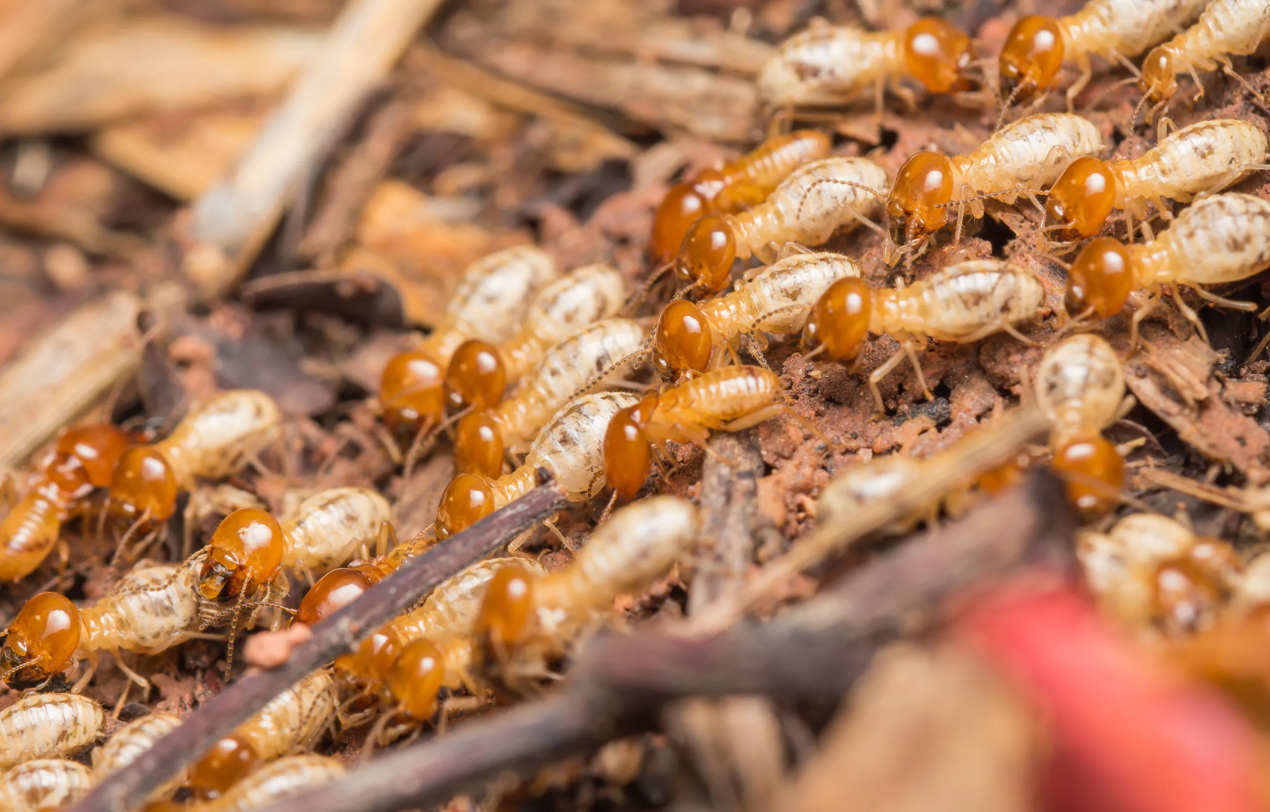 white-termite