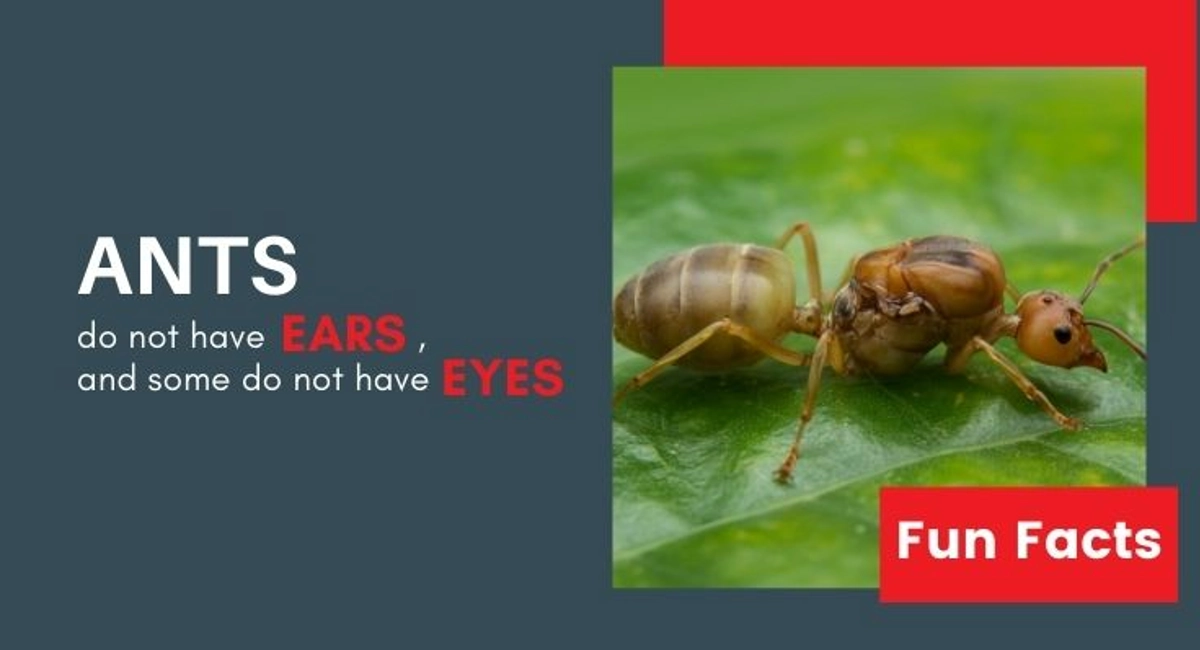 Debugged Blog Your Options In Dealing With Ant Infestation Ants Fun Facts