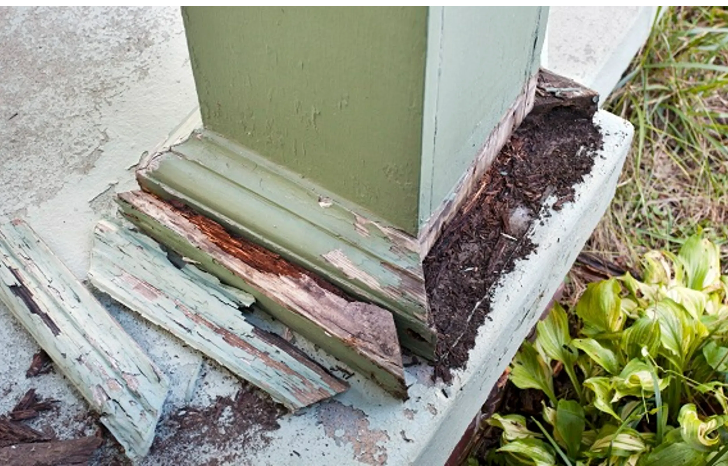 Termite