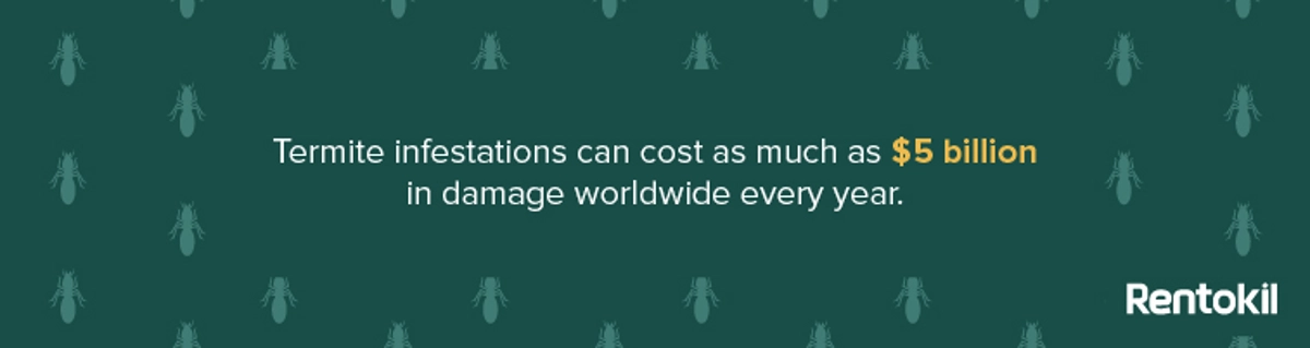 termite infestation cost