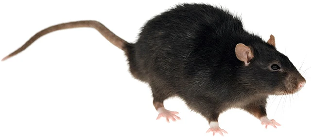 Black rat