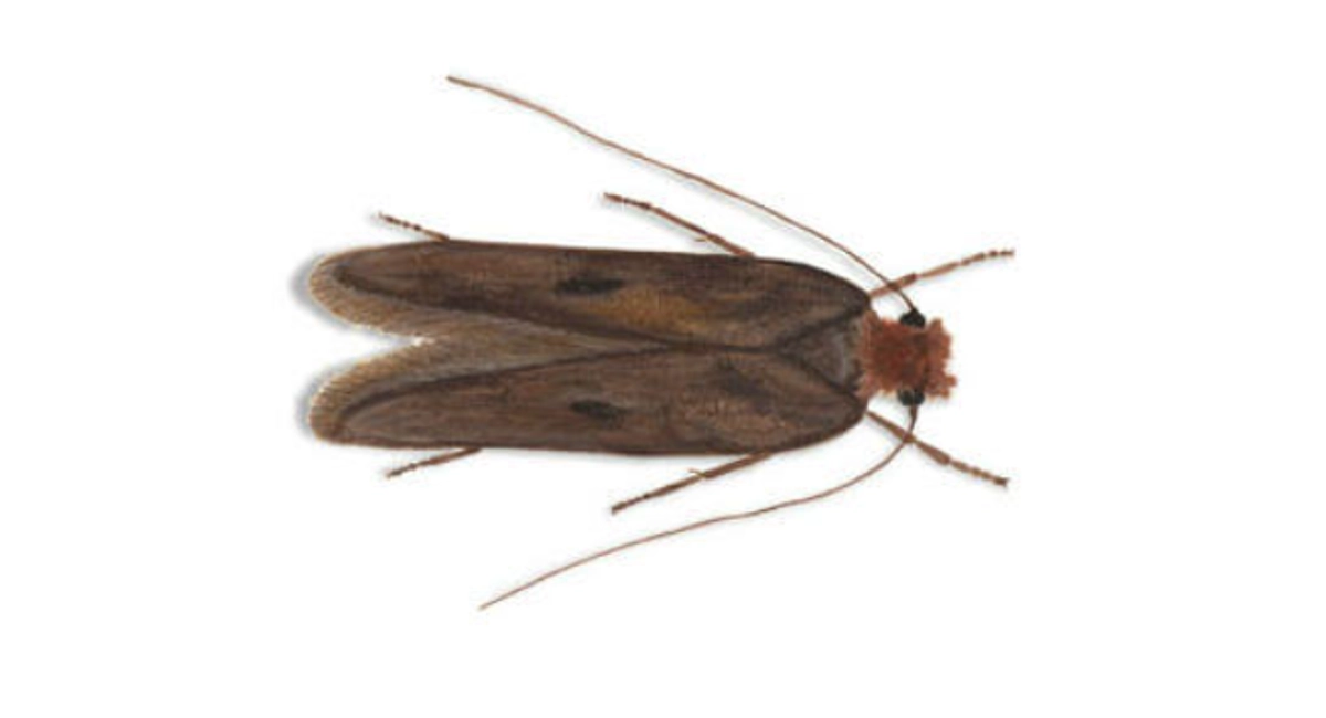 Case-making clothes moth