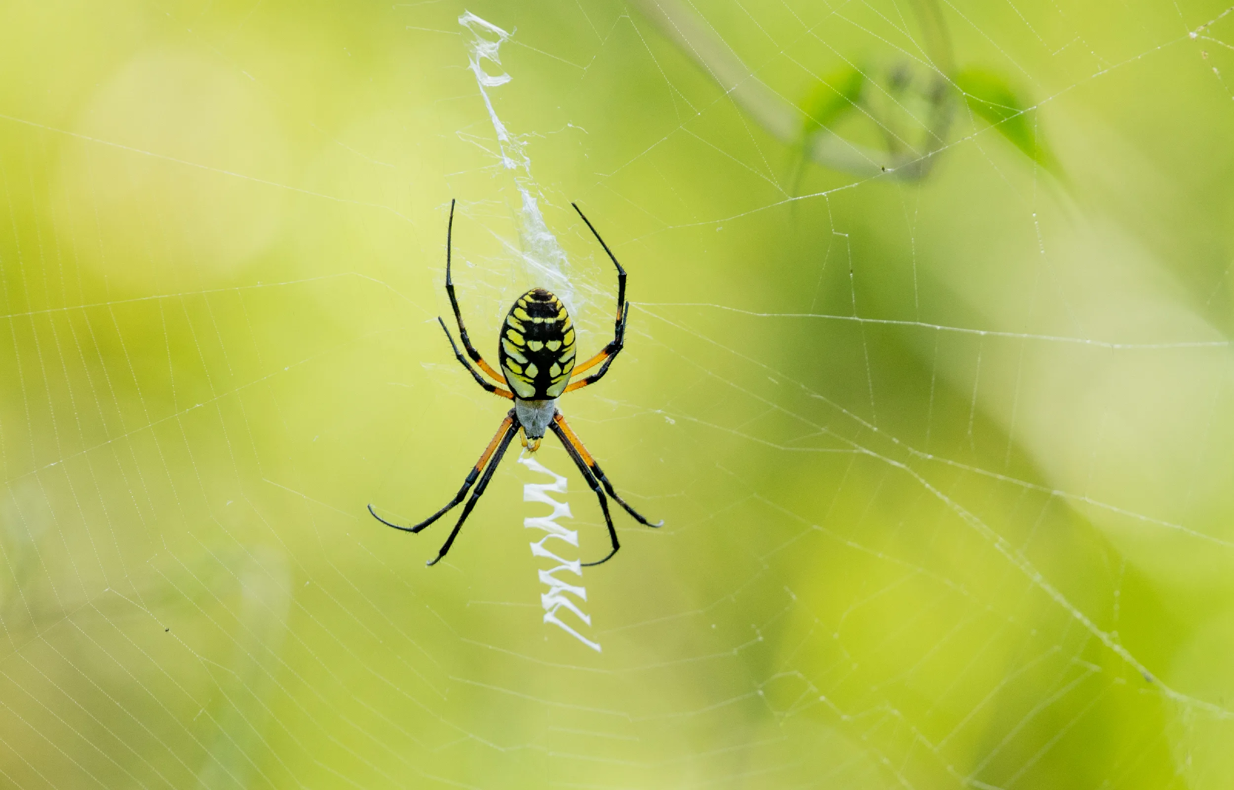 Spider