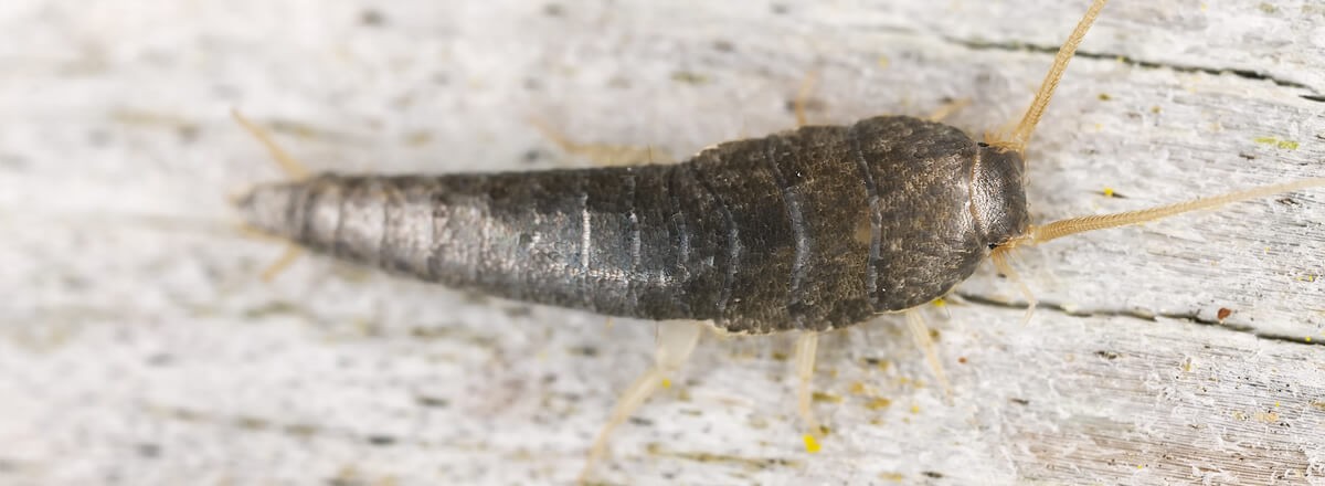 silverfish