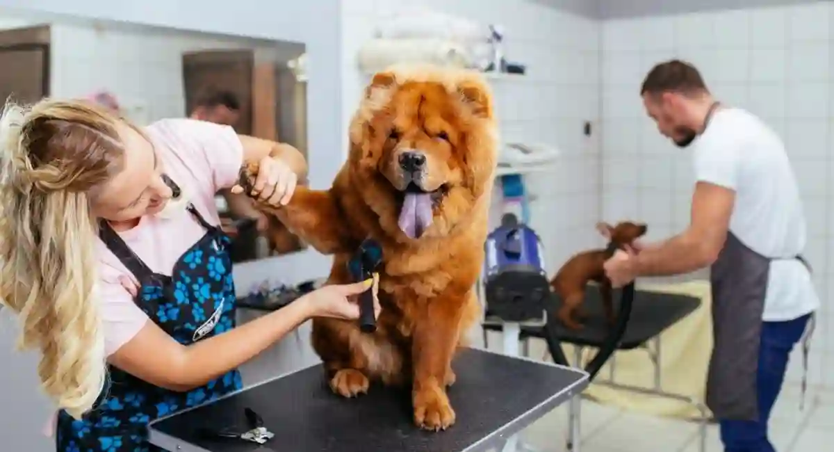 animal groomer at multifamily property
