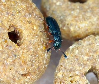Copra beetle