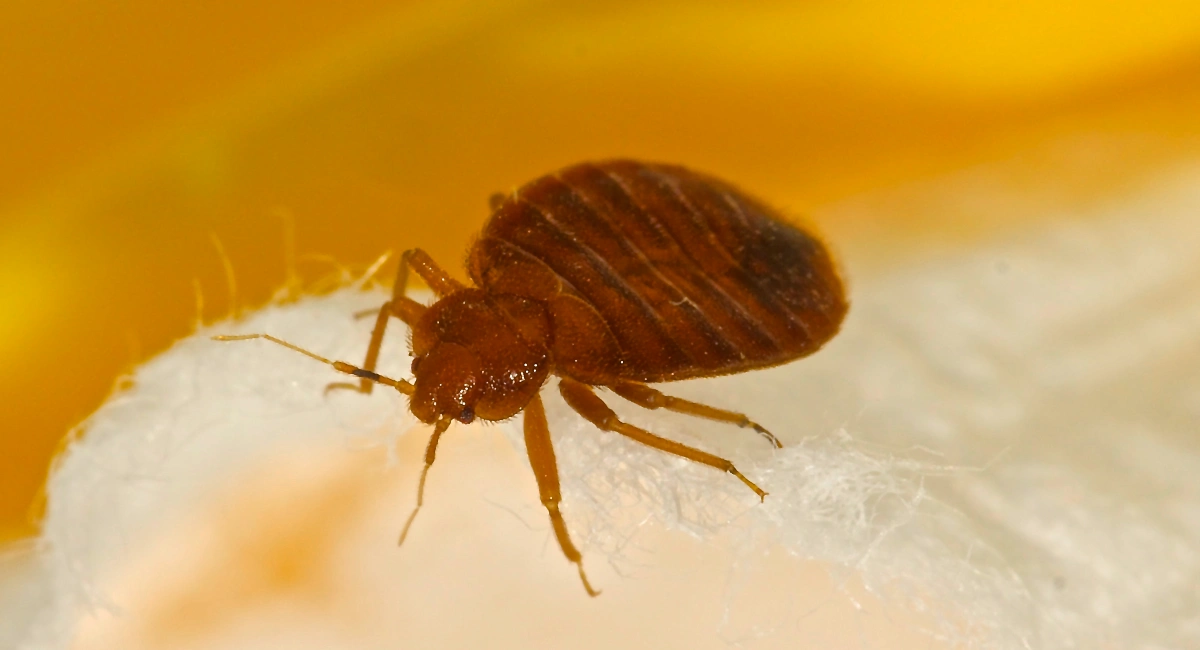 Bed bug