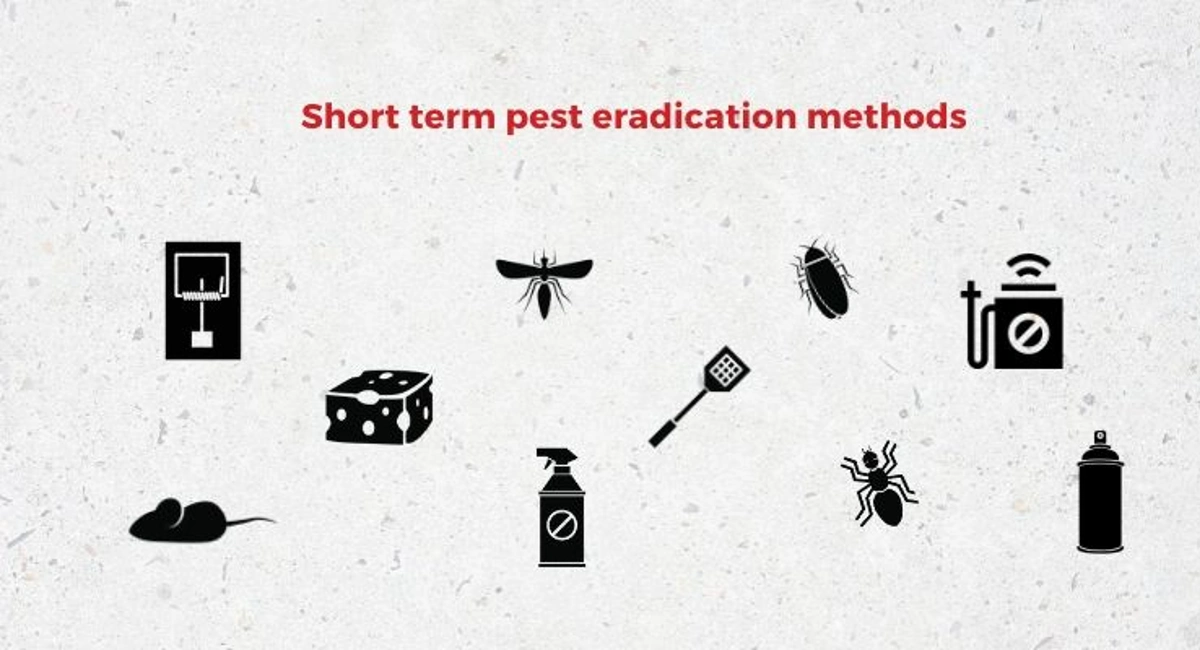 Debugged Blog Common Pest Problems At Home Short Term Pest Eradication Methods
