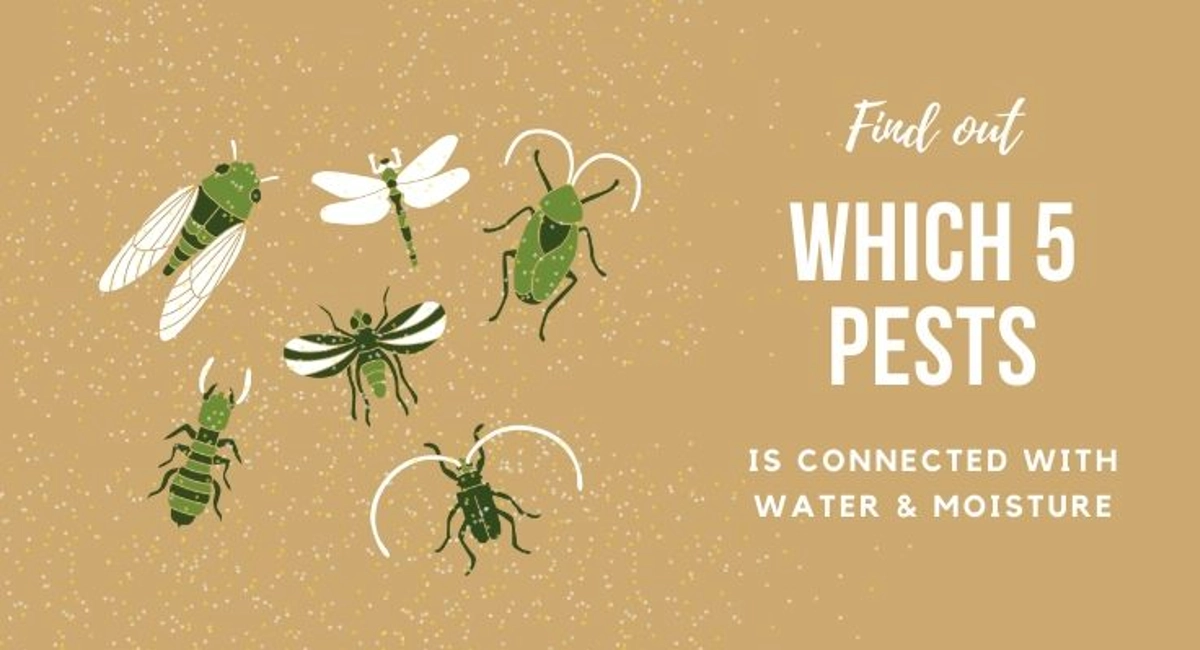 Debugged Blog Article Do You Know Water Attract Pests Five Pest Connected With Water and Moisture