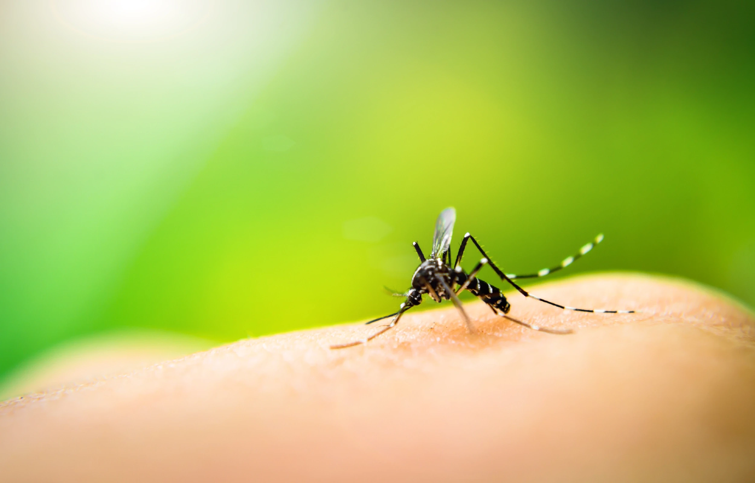Debugged Blog 5 Common Mosquito Infestation Confusion Mosquito Favour Warm Temperature
