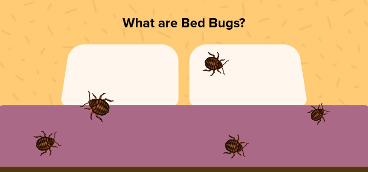 What are bed bugs