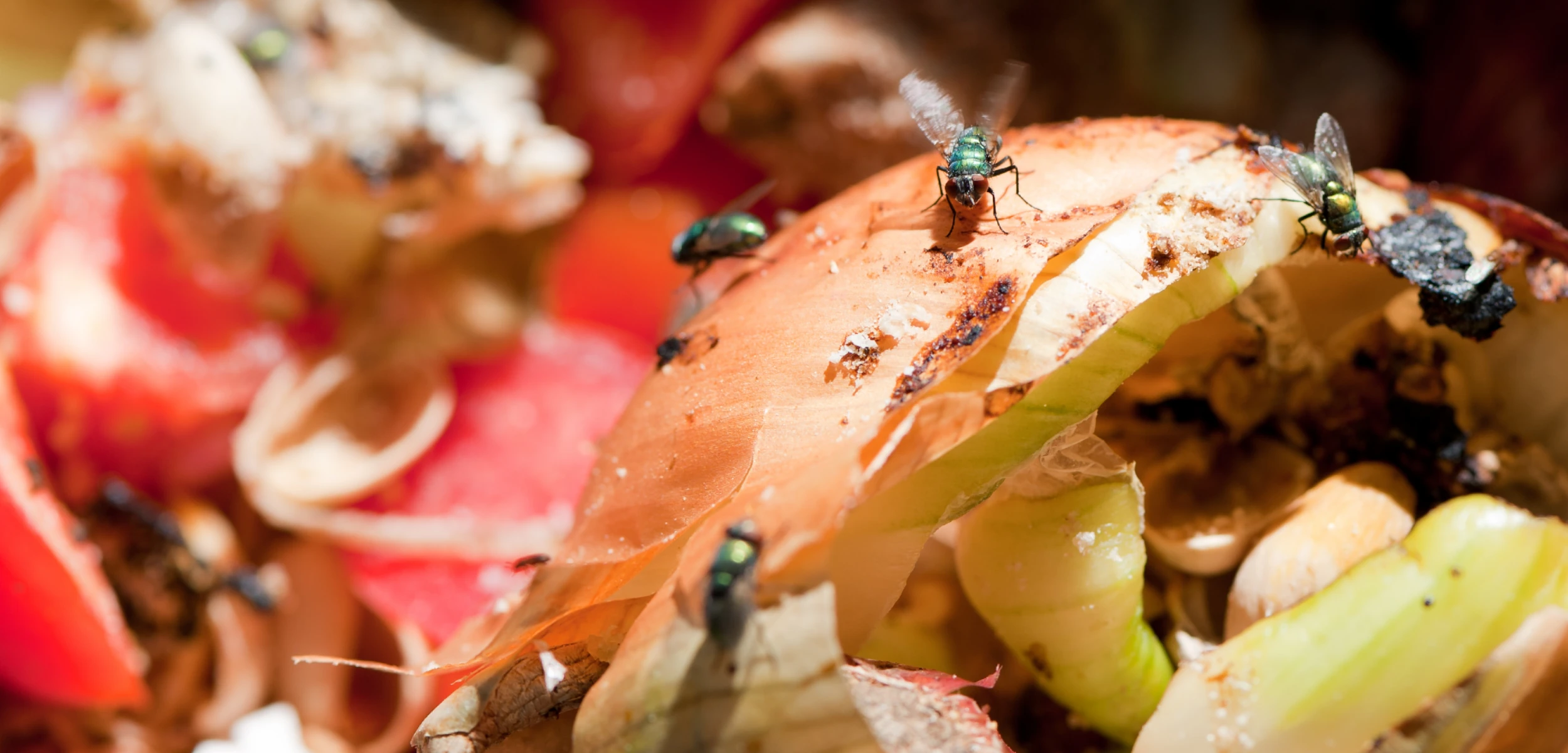 What attracts flies