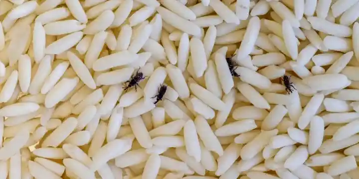 stored product insects in rice