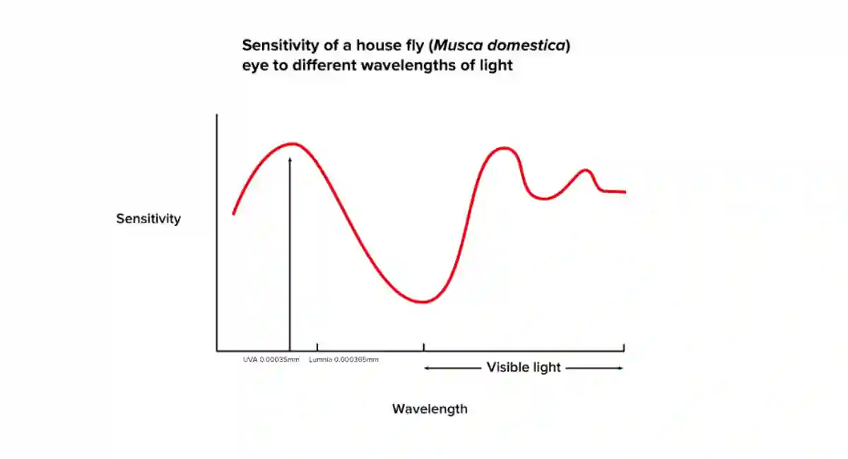 why are insects more attracted to LED light