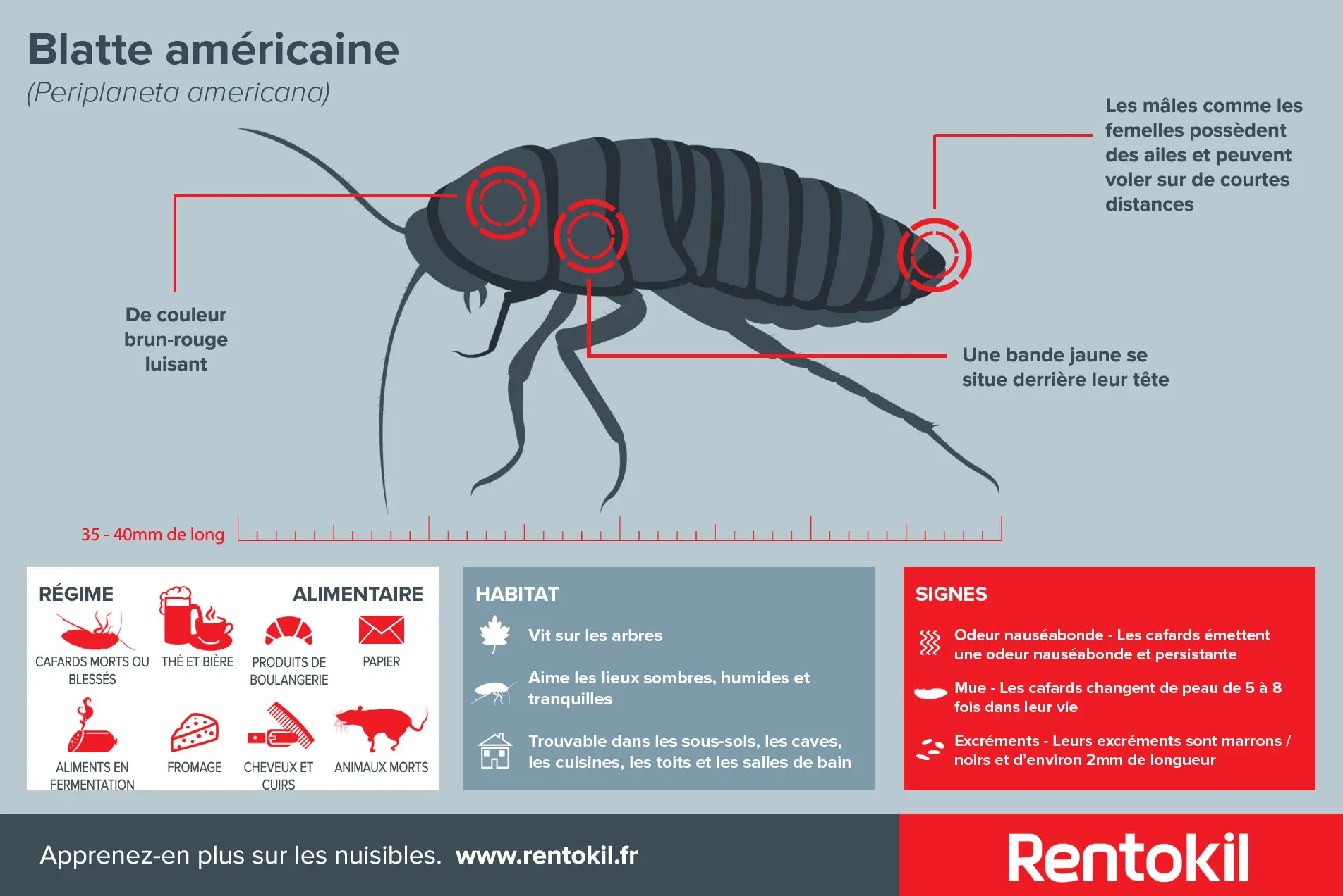 Blatte americaine
