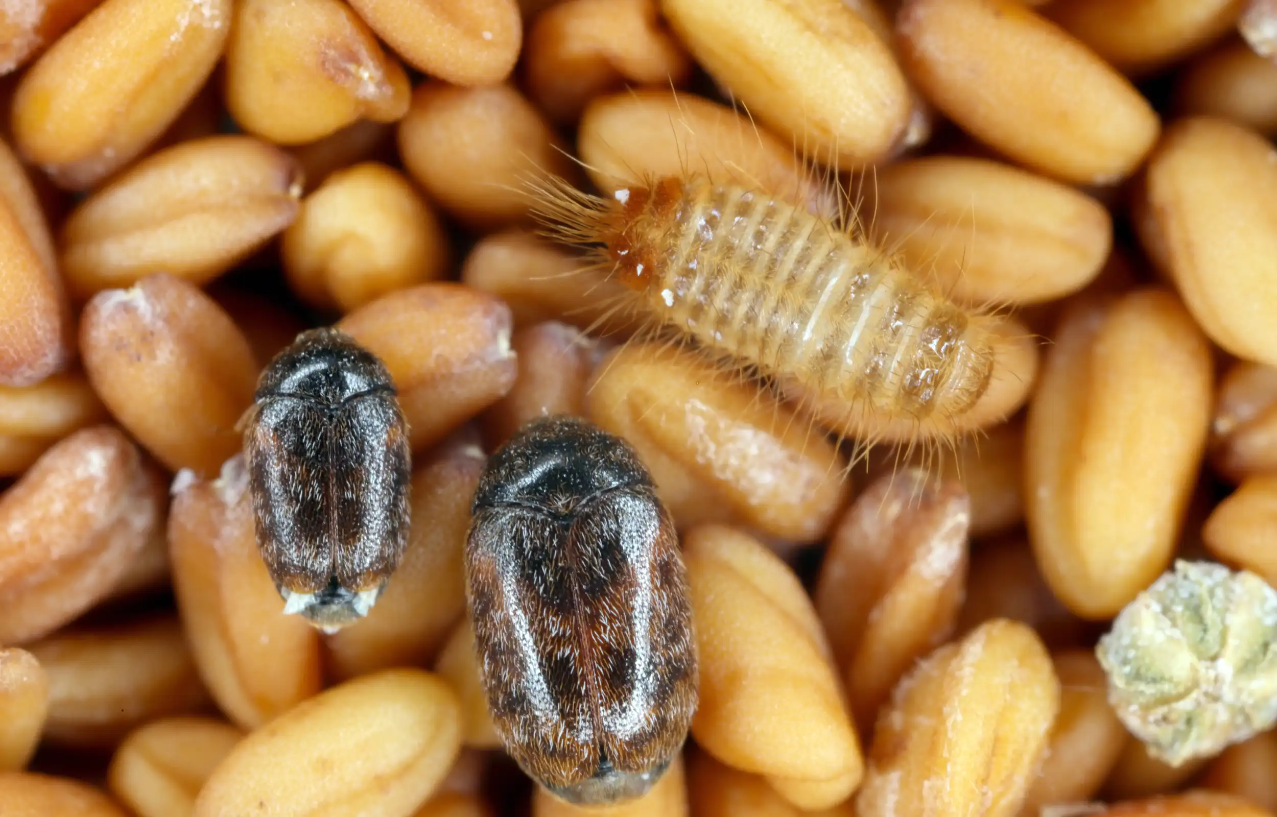 khapra-beetle