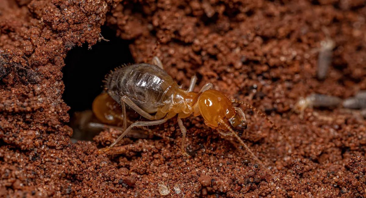 Debugged Blog 10 Questions You Need To Ask About Termite Treatment Prevention Tips