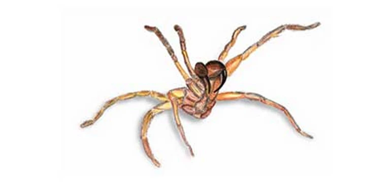 funnel web spider