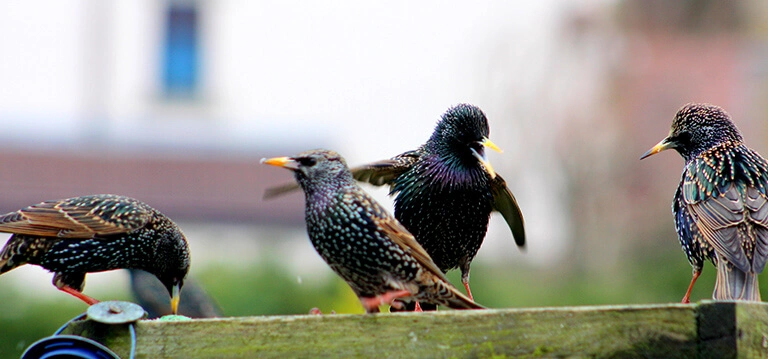 Starlings