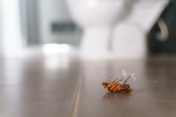 dead cockroach on bathroom floor