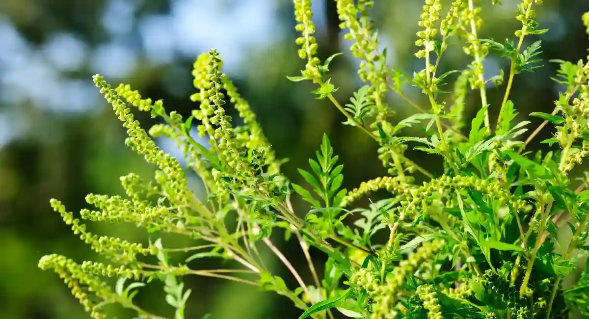 Ragweed