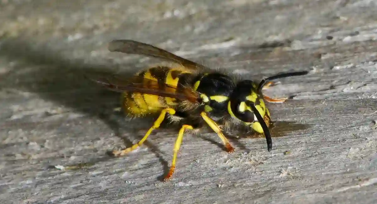Combien de temps vivent les guêpes et 21 autres faits sur les guêpes